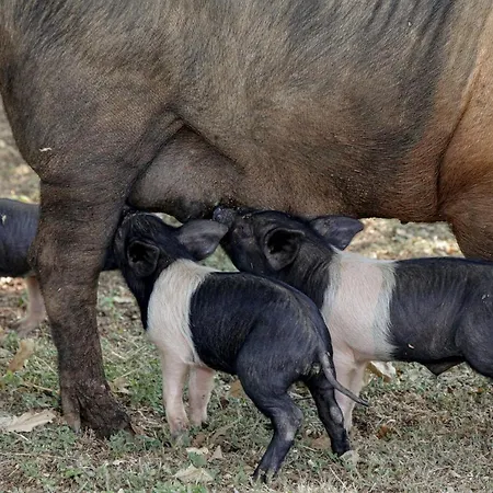 Gospodarstwo agroturystyczne Casa Al Gianni Sovicille