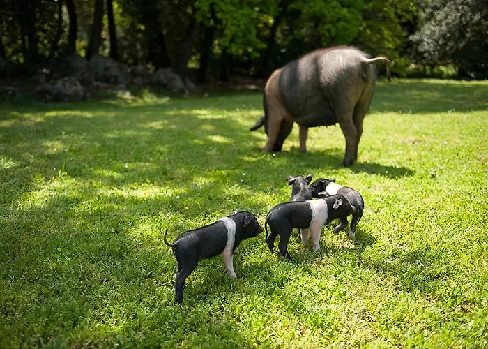 Casa Al Gianni * Sovicille
