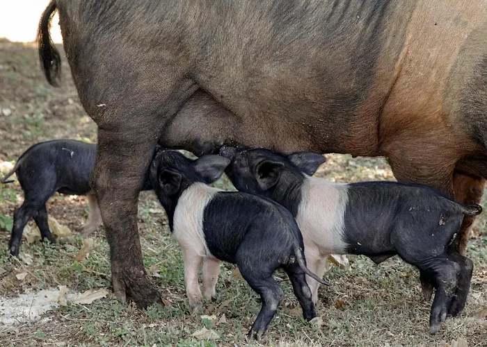Farm stay Casa Al Gianni Sovicille