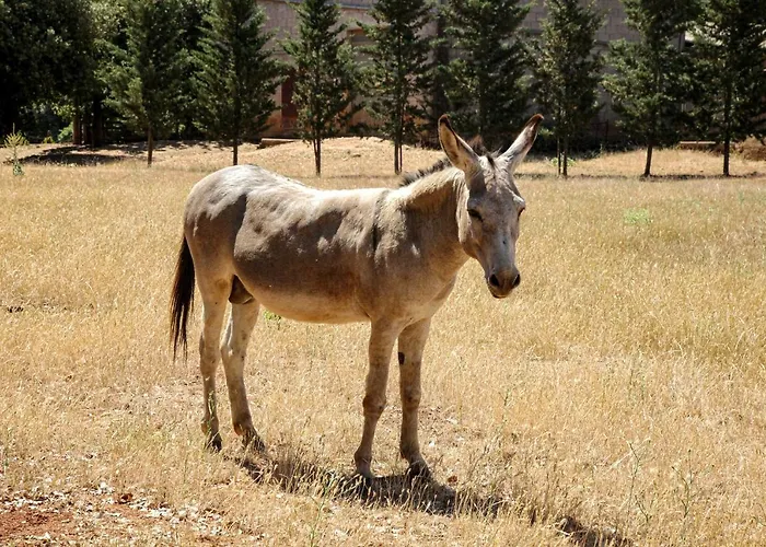 Farm stay Casa Al Gianni *